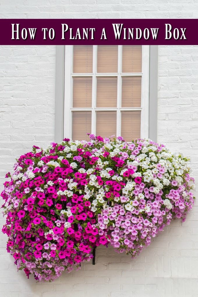 Window boxes allow you a lot of gardening freedom, but there is a correct way to do it. Here are the best plants for window boxes and even how to plan a window box! via @jugglingactmama