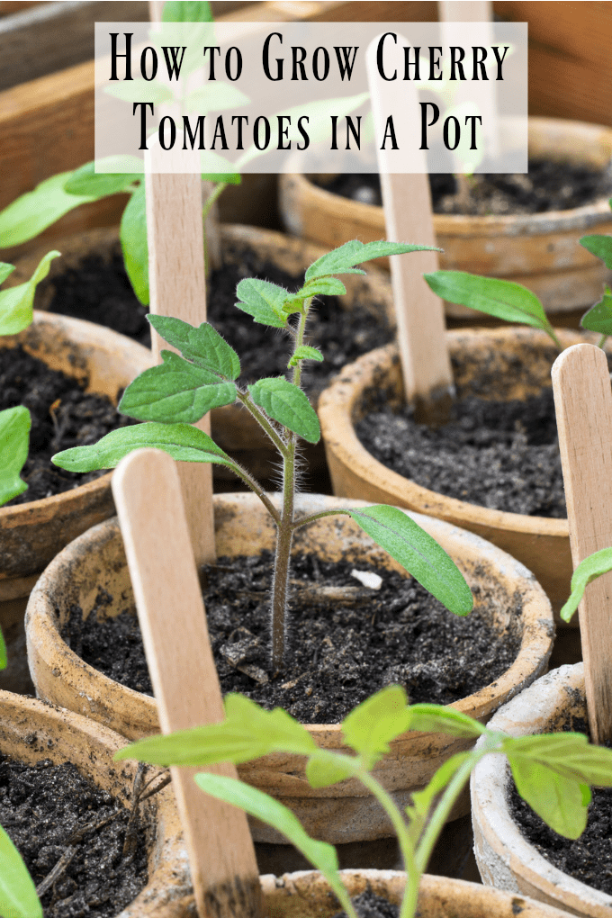 How to Grow Cherry Tomatoes in a Pot - close up of cherry tomato seedlings in small  pots with Popsicle sticks