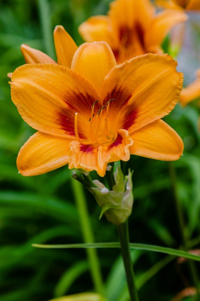 Daylilies can be used in many different ways throughout your garden, unlike other perennials. Here's a quick guide on how to grow daylilies this summer. via @jugglingactmama
