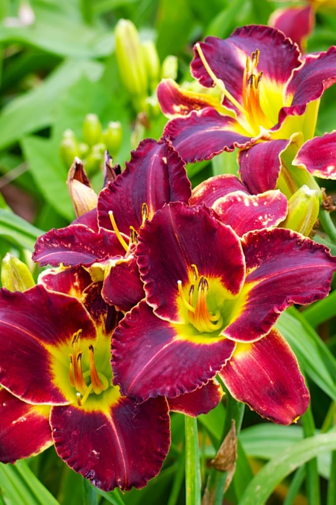 Daylilies can be used in many different ways throughout your garden, unlike other perennials. Here's a quick guide on how to grow daylilies this summer. via @jugglingactmama