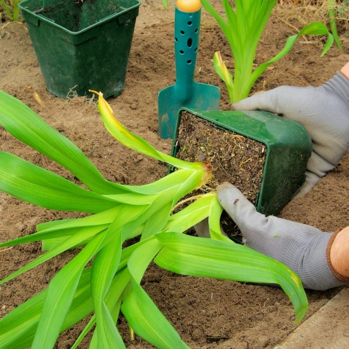 Gloved hands showing how to divide daylilies.