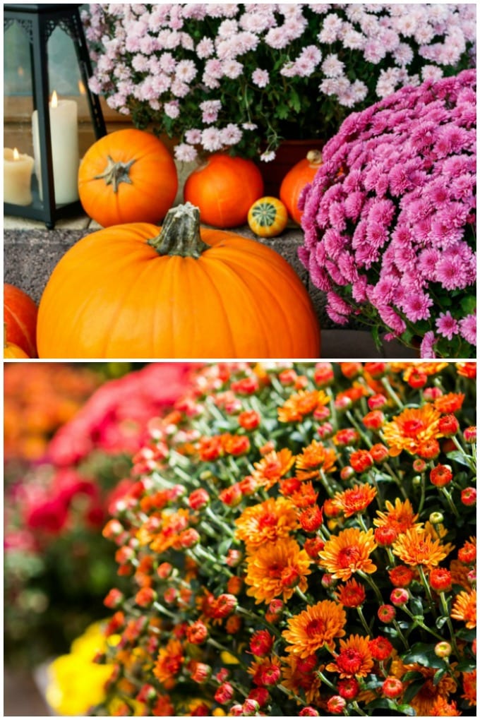 How to Grow Mums- Here is my complete guide for how to grow mums in your garden. Plus tips on how to decorate for Fall with them. via @jugglingactmama