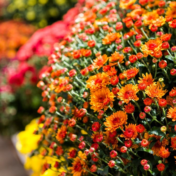 close up of orange flowering mums with other colored mums in the background