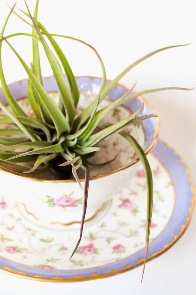 How to Grow Air Plants - These unique little plants are perfect for beginners because they don’t require a lot of maintenance! Since they thrive with indirect sunlight, you can use them as part of your decor in many different areas. via @jugglingactmama