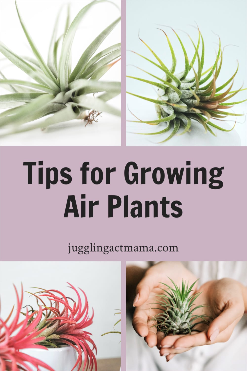 How to Grow Air Plants - These unique little plants are perfect for beginners because they don’t require a lot of maintenance! Since they thrive with indirect sunlight, you can use them as part of your decor in many different areas. via @jugglingactmama