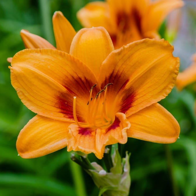 Close up image of an orange daylily.