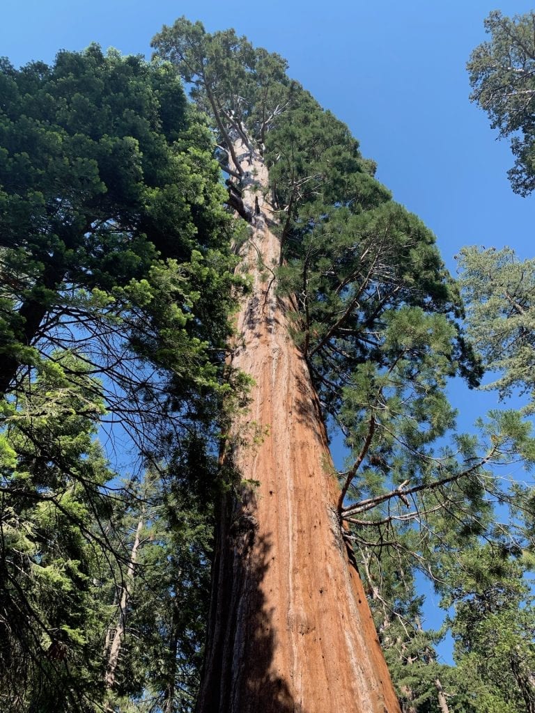 Bottom up view of a giant Sequoia tree.