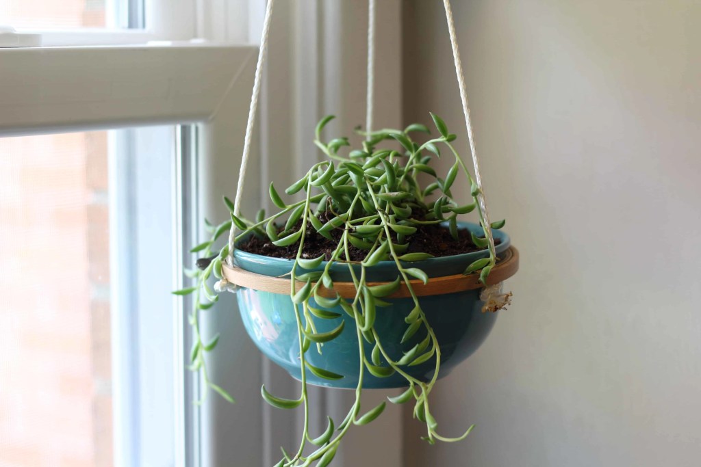 DIY Hanging Succulent Planter.