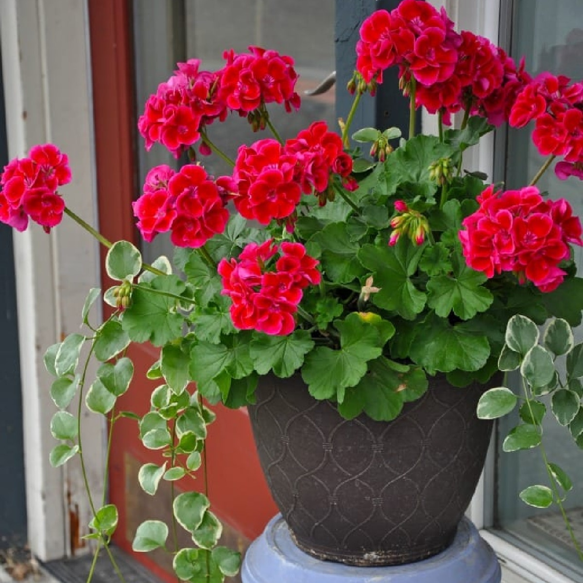 Geraniums and ivy in a pot.